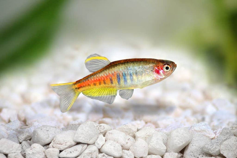 Glowlight Danio Medium Large