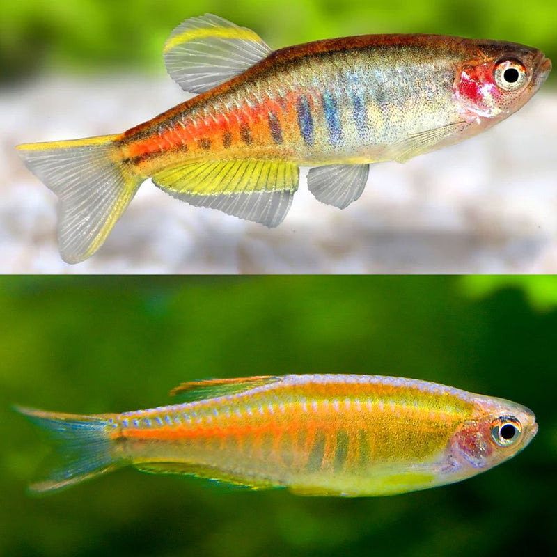 Glowlight Danio Medium Large