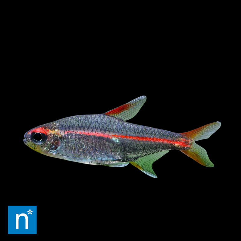 Glowlight Tetra | Hemigrammus erythrozonus