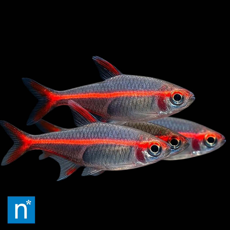 Glowlight Tetra | Hemigrammus erythrozonus