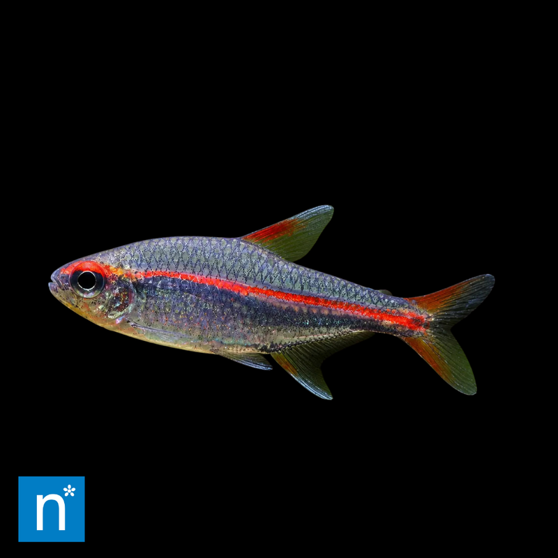 Glowlight Tetra | Hemigrammus erythrozonus