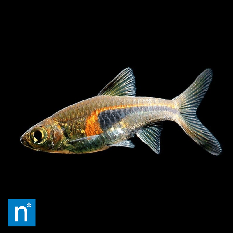 Glowlight Rasbora | Trigonostigma hengeli