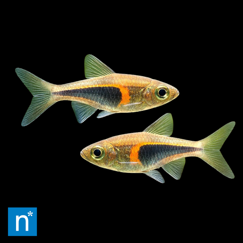 Glowlight Rasbora | Trigonostigma hengeli
