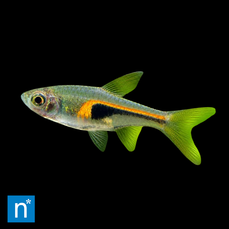 Glowlight Rasbora | Trigonostigma hengeli