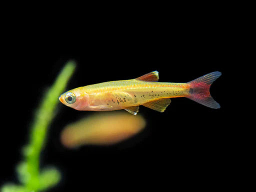 Gold White Cloud Mountain Minnow (L)