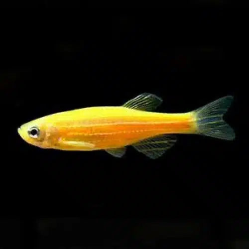 Golden Zebra Danio (Lg)