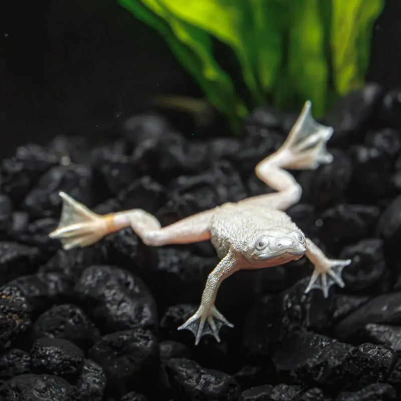 Gold African Dwarf Frog 2cm