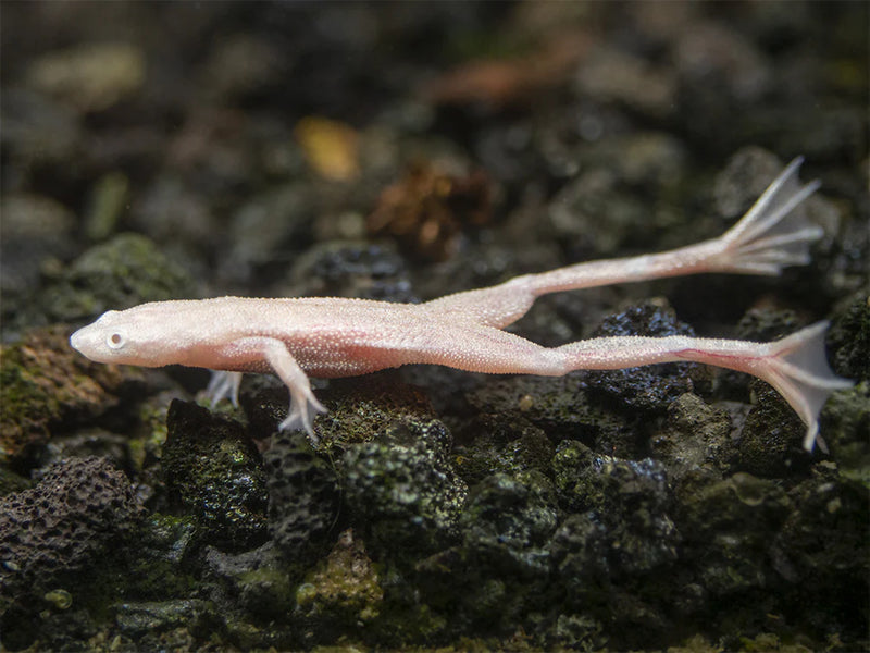 Gold African Dwarf Frog 2cm