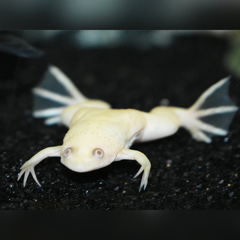 Gold African Dwarf Frog 2cm
