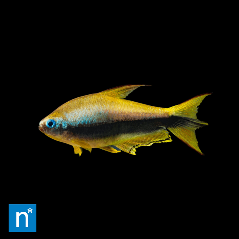 Gold Emperor Tetra | Inpaichthys kerri