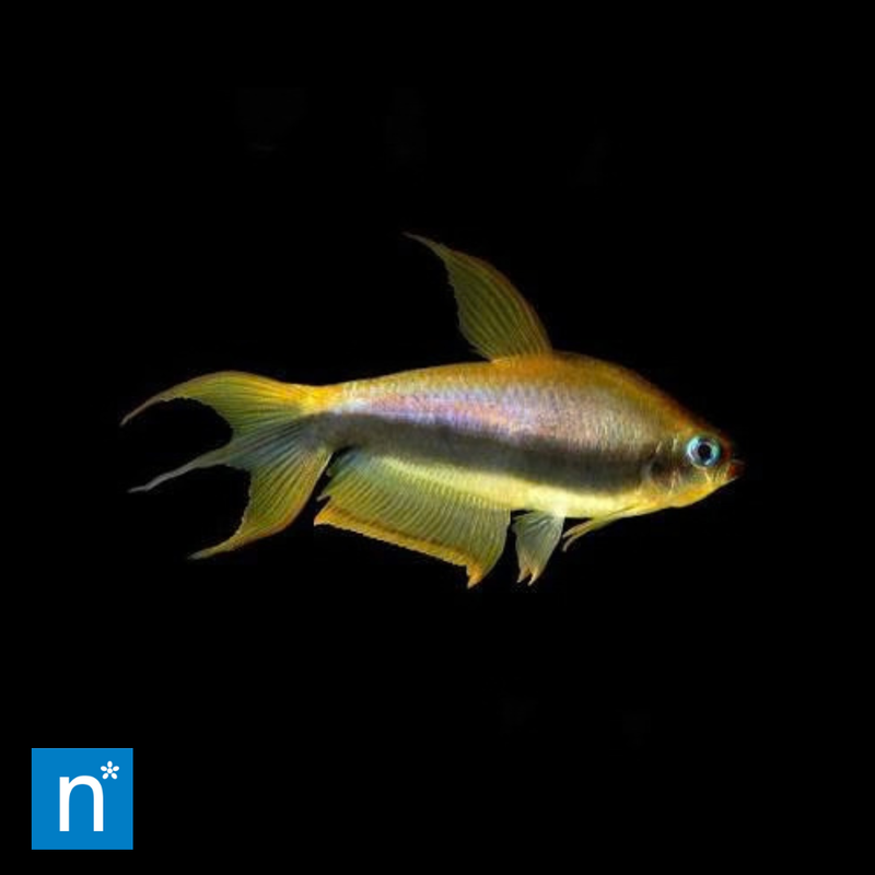 Gold Emperor Tetra | Inpaichthys kerri