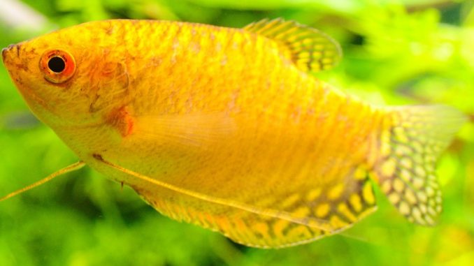 Gold Gourami Medium