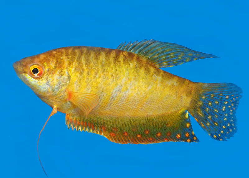 Gold Gourami Medium