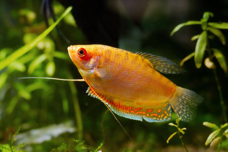 Gold Gourami Medium