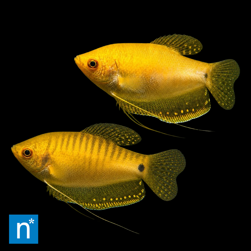 Gold Gourami | Trichopodus trichopterus