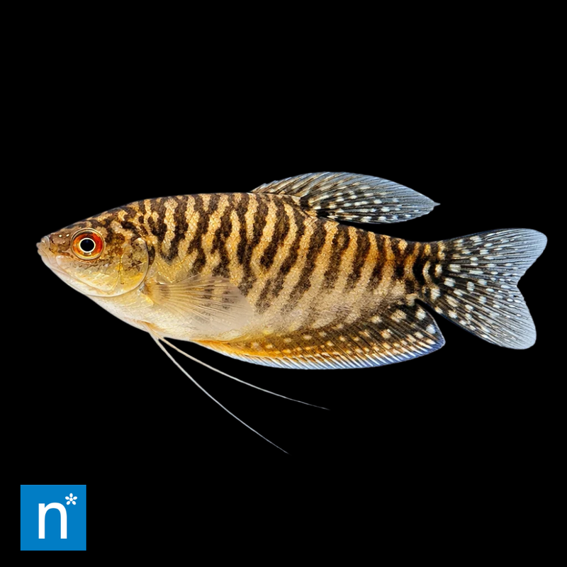 Gold Gourami | Trichopodus trichopterus