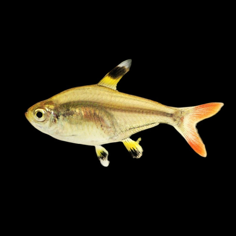 Gold Pristella Tetra Medium Large