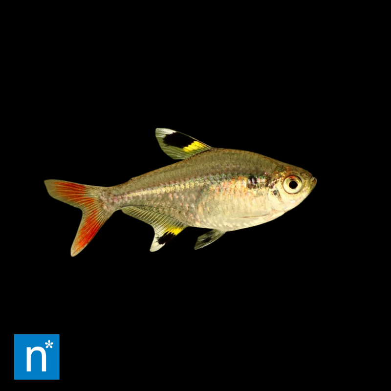 Gold Pristella Tetra | Pristella maxillaris