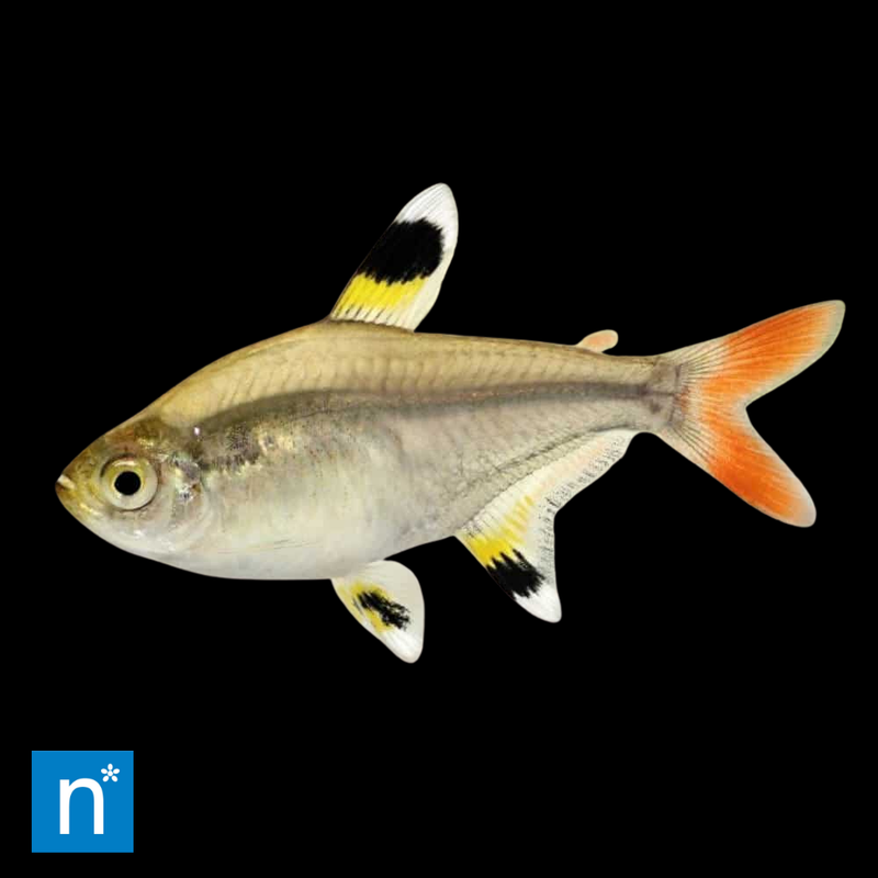 Gold Pristella Tetra | Pristella maxillaris