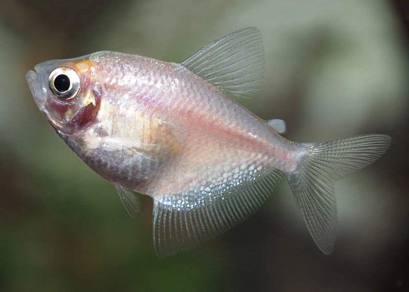 Gold Widow Tetra Medium Large