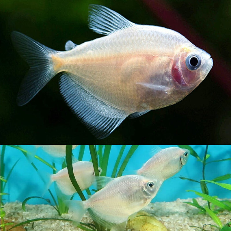 Gold Widow Tetra Medium Large