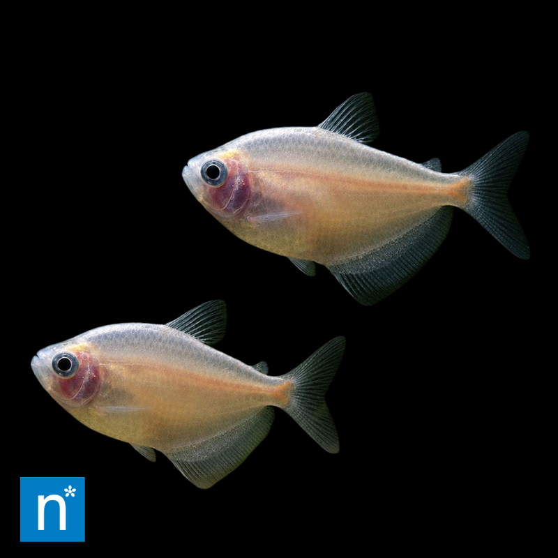 Gold Widow Tetra | Gymnocorymbus ternetzi