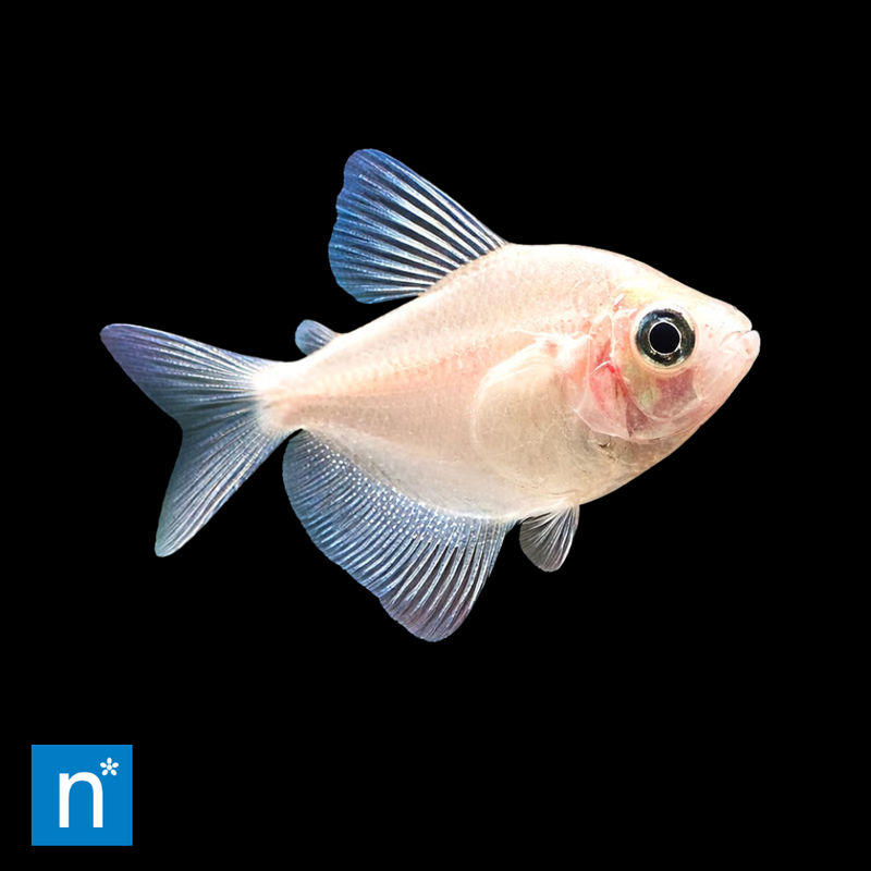 Gold Widow Tetra | Gymnocorymbus ternetzi