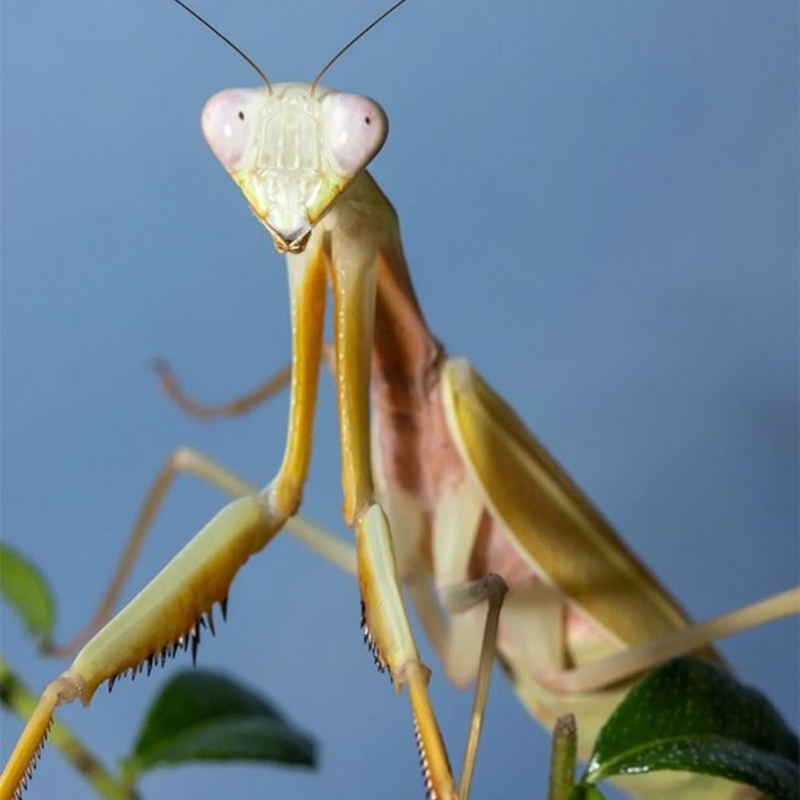Golden African Mantis | Sphodromantis aurea
