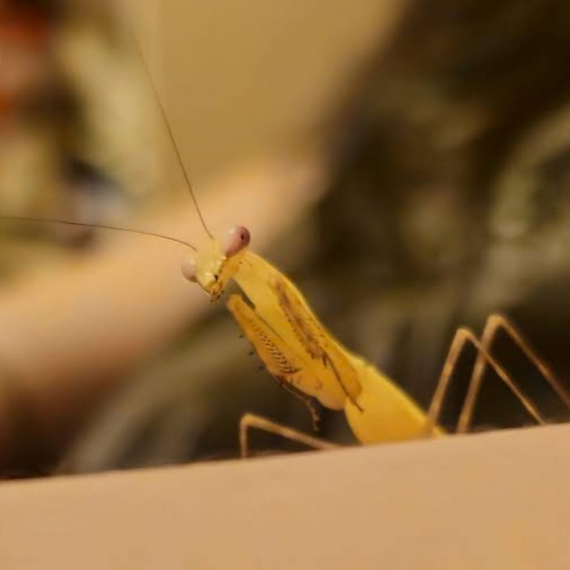 Golden African Mantis | Sphodromantis aurea