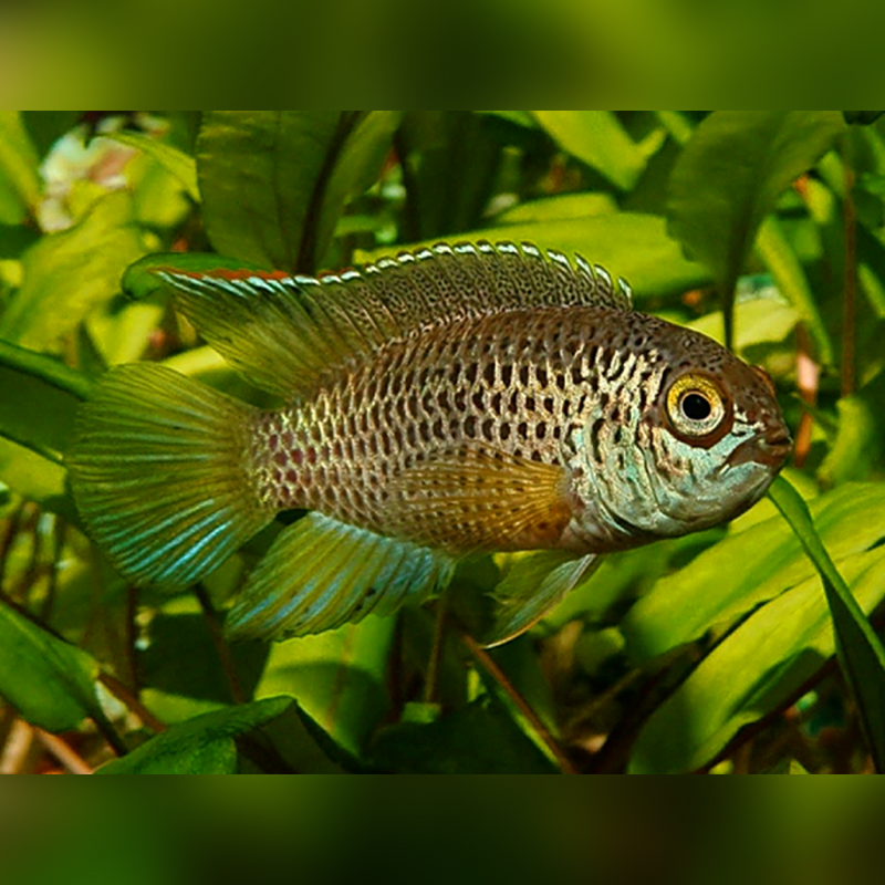 Golden Eye Cichlio Anomala 4-5cm