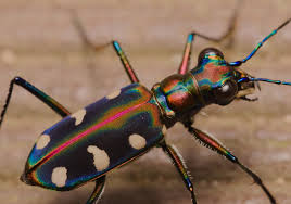 Golden Spotted Tiger Beetle (Cicindela aurulenta)