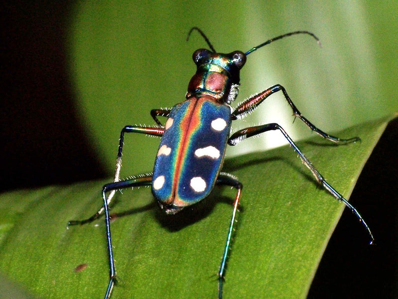 Golden Spotted Tiger Beetle (Cicindela aurulenta)