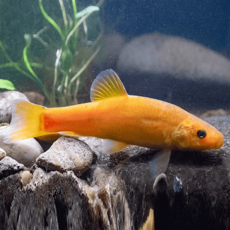 Golden Tench | Tinca gold 6-8cm