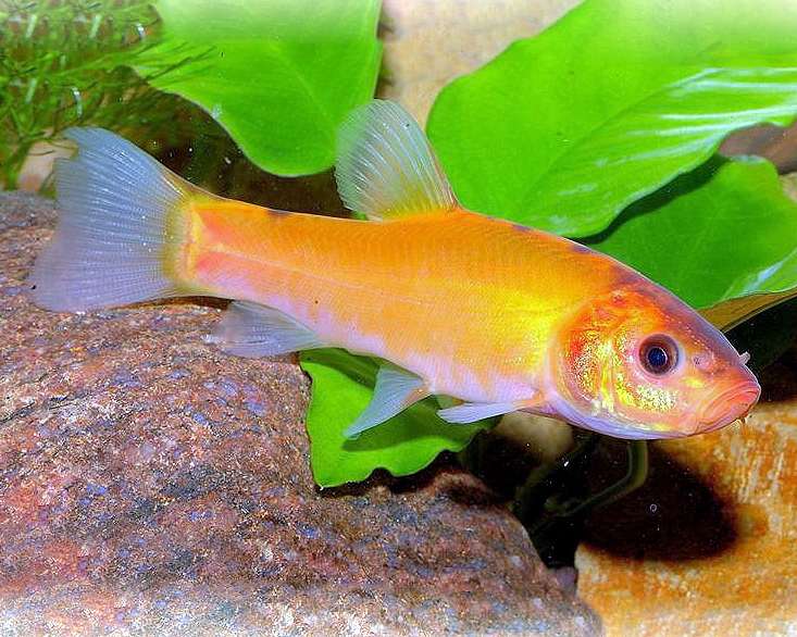 Golden Tench | Tinca gold 6-8cm