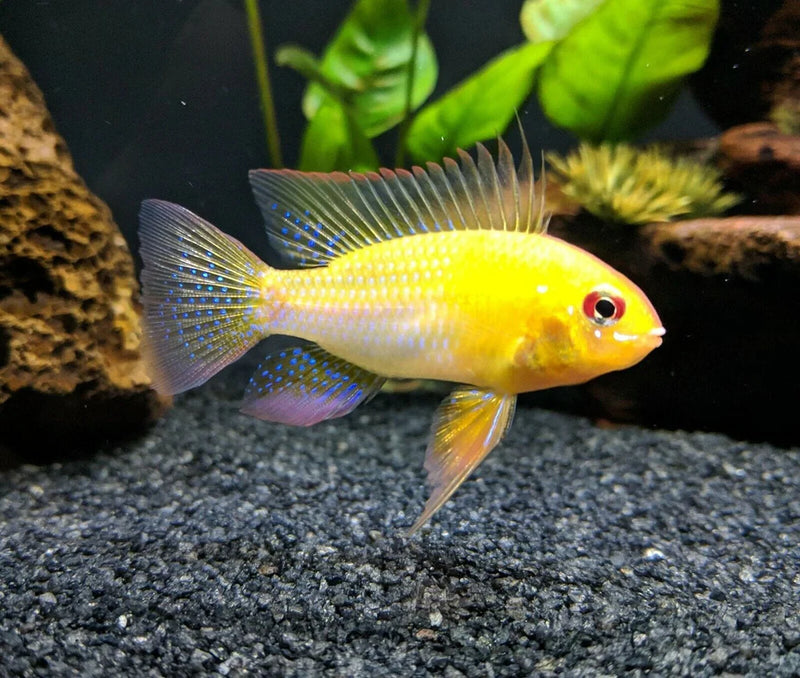 Golden Ram Cichlid | Mikrogeophagus ramirezi