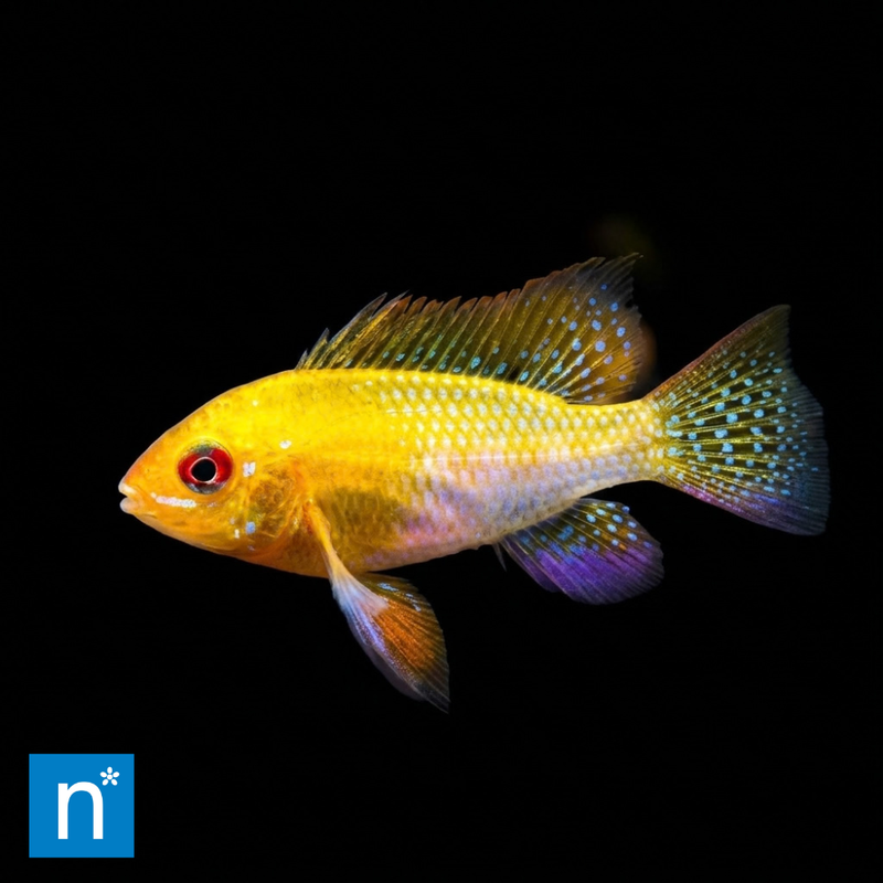 Golden Ram Cichlid | Mikrogeophagus ramirezi