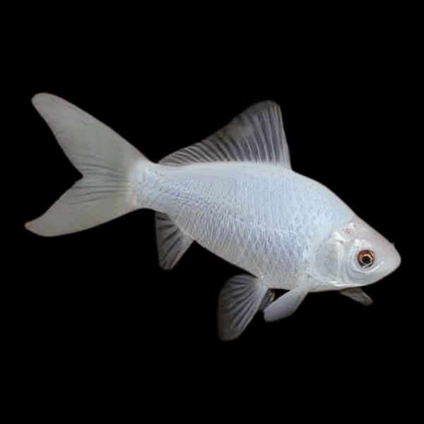 Goldfish White 2-3"