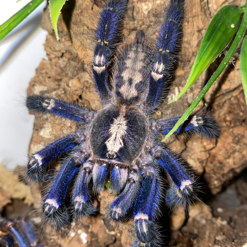 Gooty Sapphire Ornamental Tarantula (S) | Poecilotheria metallica