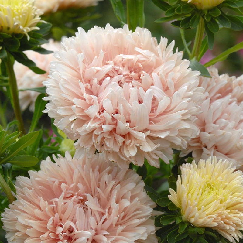 Callistephus Classic Salmon Rose