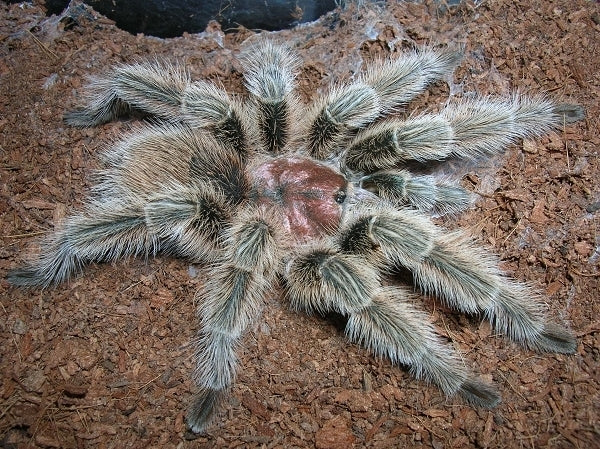 Chilean Rose Hair Tarantula | Grammostola porteri (S)