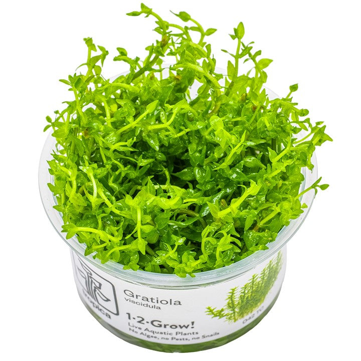 Gratiola Viscidula 1-2 Grow