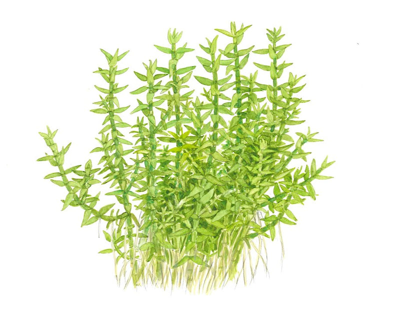 Gratiola Viscidula 1-2 Grow