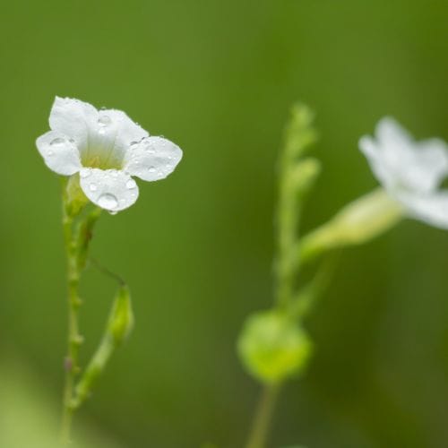 Gratiola officinalis | Hedge Hyssop P9