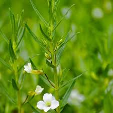 Gratiola officinalis | Hedge Hyssop P9