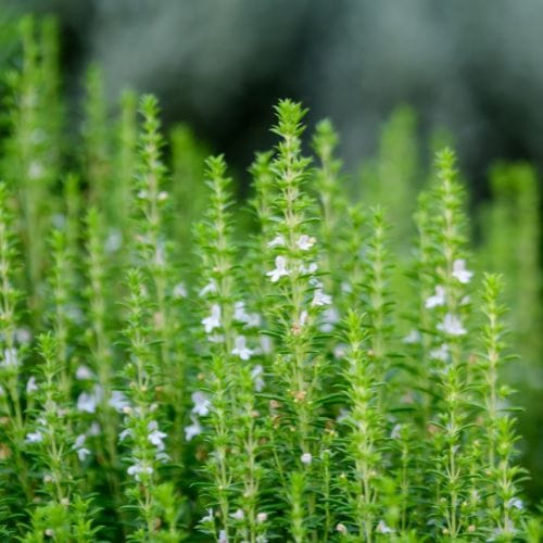 Gratiola officinalis | Hedge Hyssop P9