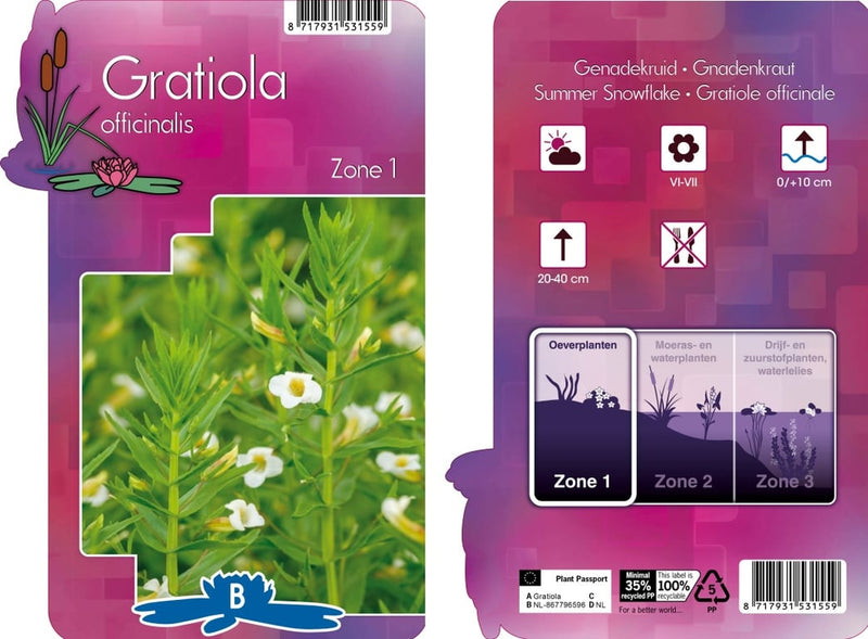 Gratiola officinalis | Hedge Hyssop P9