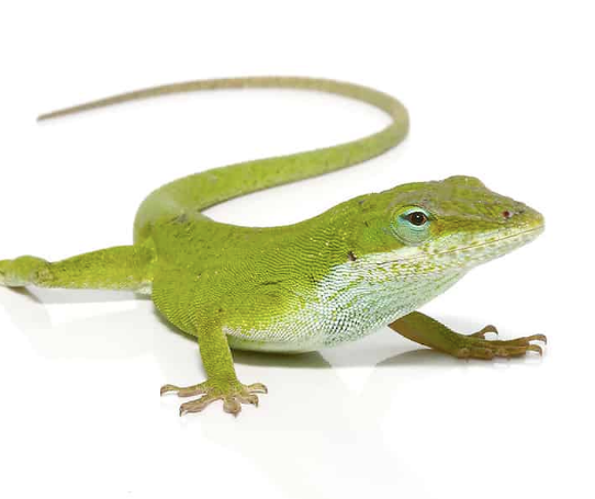 Green Anole