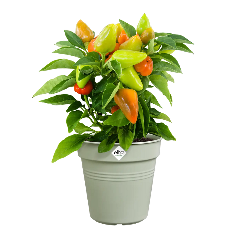 Green Basics Growpot 19cm Stone Green