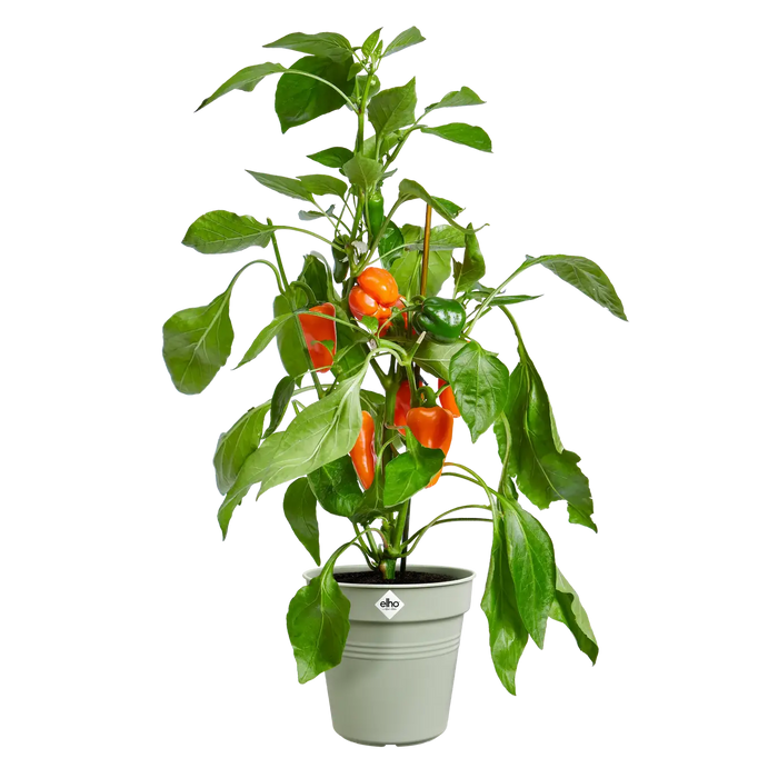 Green Basics Growpot 40cm Stone Green