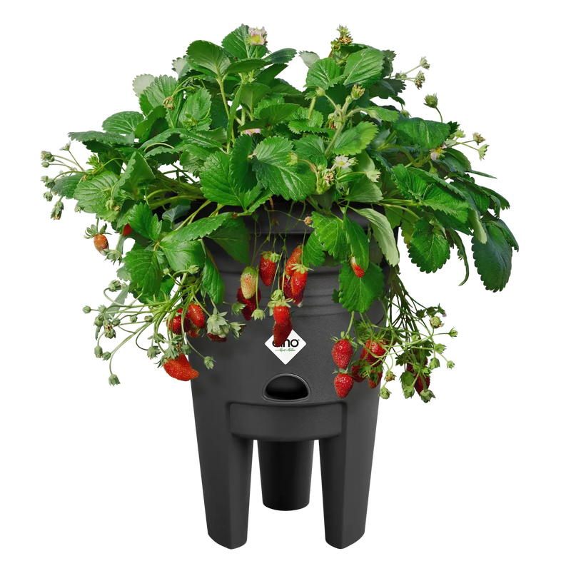 Green Basics Strawberry Pot 33cm Living Black